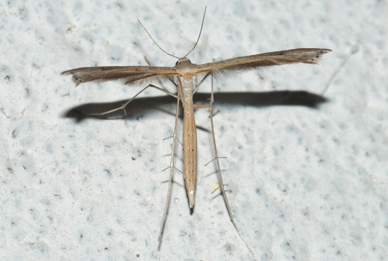 Pterophoridae da conr. 1